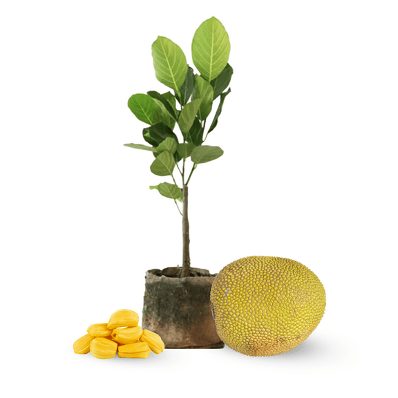 Live Jackfruit Tree, Jack Fruit Plant 4-6 Inch, Well-Rooted Tropical Fruit Tree for Outdoor Planting