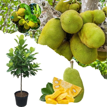 Live Jackfruit Tree Plant, Sweet Jackfruit Tree, Hardy Fruit Seedling, 2-3 Feet Tall for Outdoor Planting