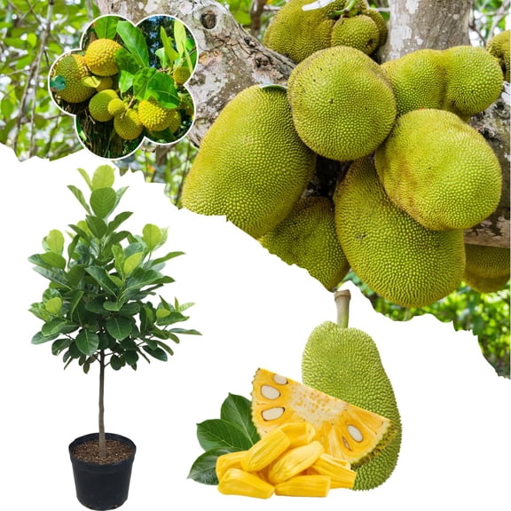 Live Jackfruit Tree Plant, Sweet Jackfruit Tree, Hardy Fruit Seedling, 2-3 Feet Tall for Outdoor Planting