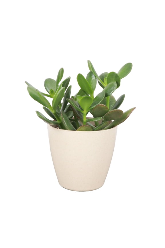 Live Jade Plant - Easy Succulent - 4" Eco Pot - Natural