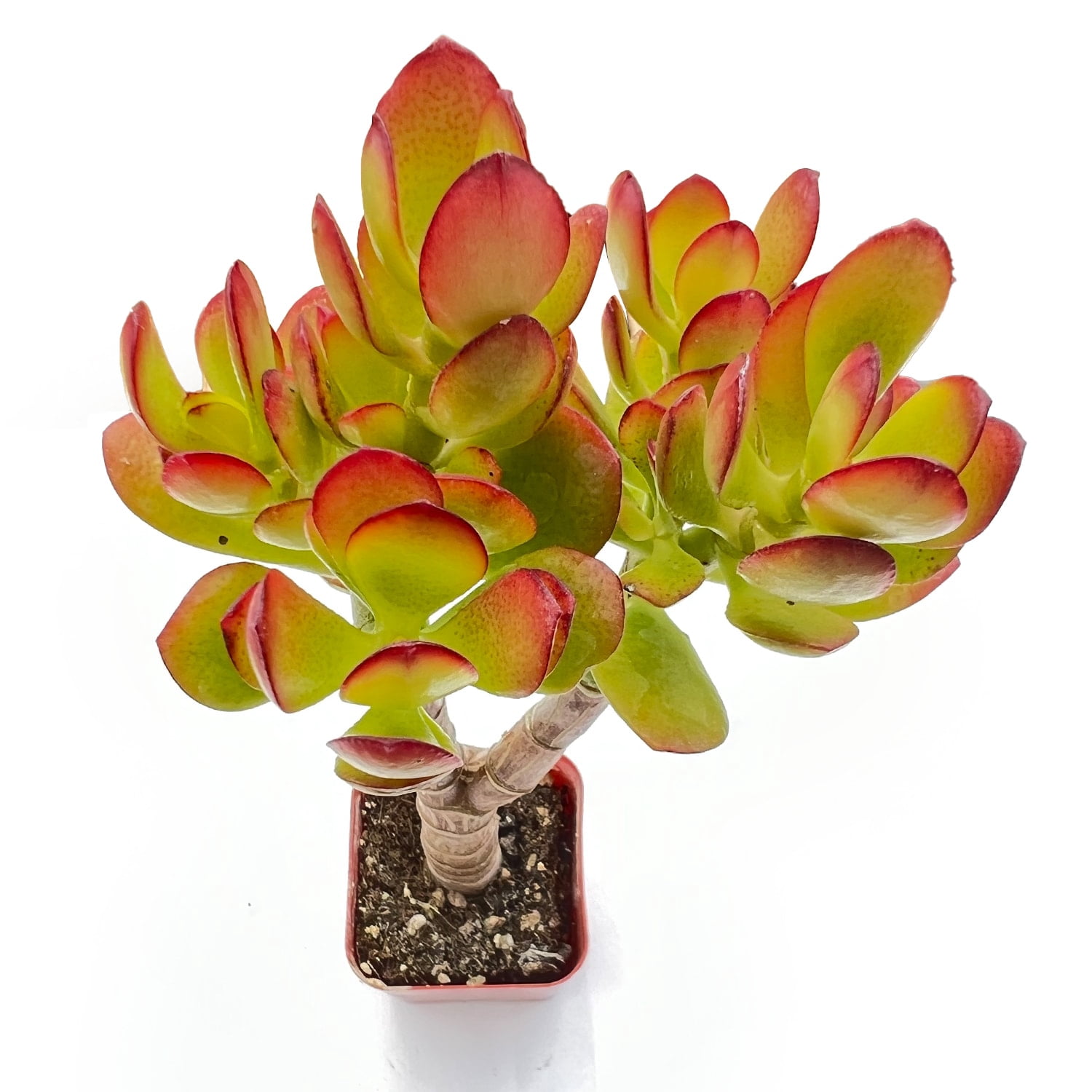 dracaena compacta. Dracaena Compacta