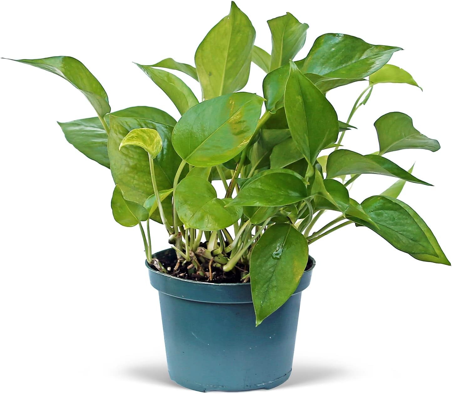 maranta green prayer plant Maranta Lemon Lime - Prayer Plant