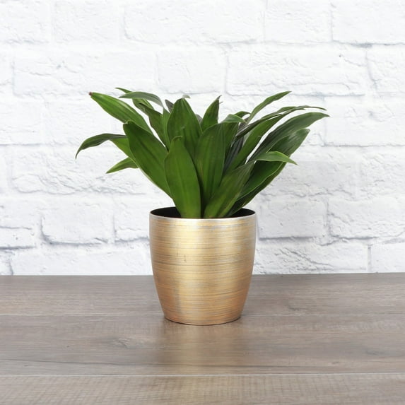 Live Janet Craig Compacta Plant - 4" Decorative Holiday Pot