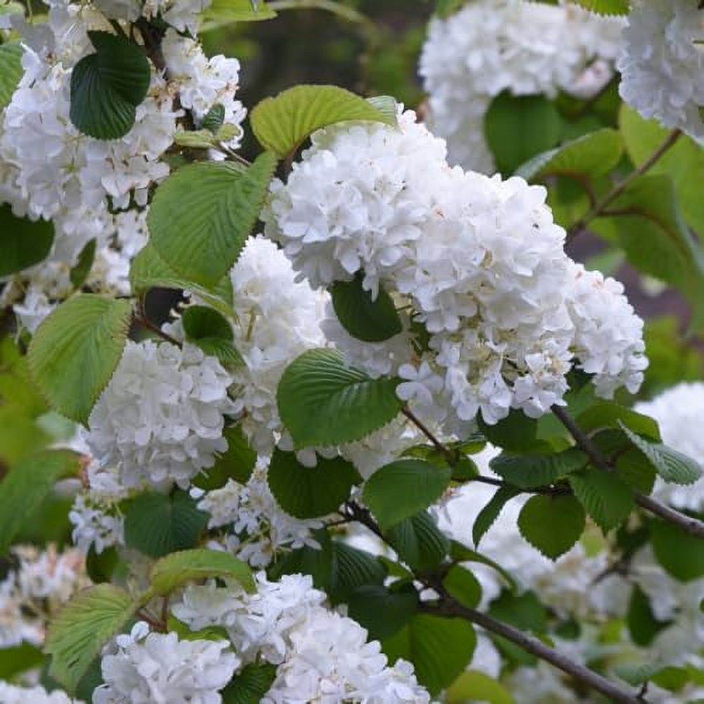 Live Japanese Snowball Viburnum Bush Plant in Pot, 7 to 10 Inch Tall