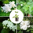 thumbnail image 1 of Live Jasmine Plants 4-8 Inches Tall, Fragrant Jasmine Live Plant for Outdoor House Gardening, 1 of 5