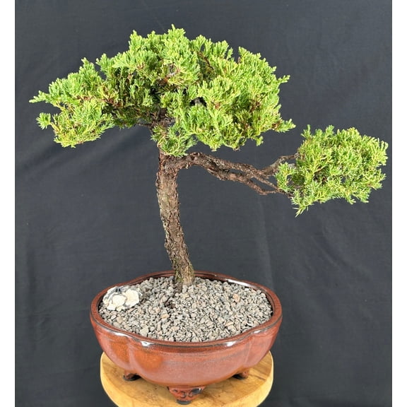 Live Juniper Bonsai Tree Trained Procumbens Nana, 20-Year-Old Evergreen Bonsai, 15 Tall in Ceramic Pot