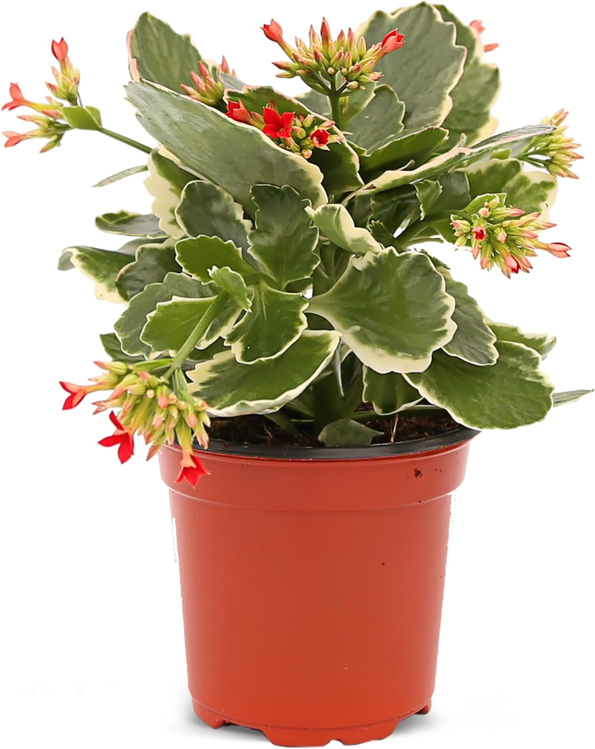 Live Kalanchoe Candy Cane, Birthday Gift, Blooming Plant, Christmas