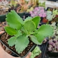 thumbnail image 1 of Live Kalanchoe Plants (4"Pot Kalanchoe daigremontiana 'Mother of Thousands'), 1 of 1