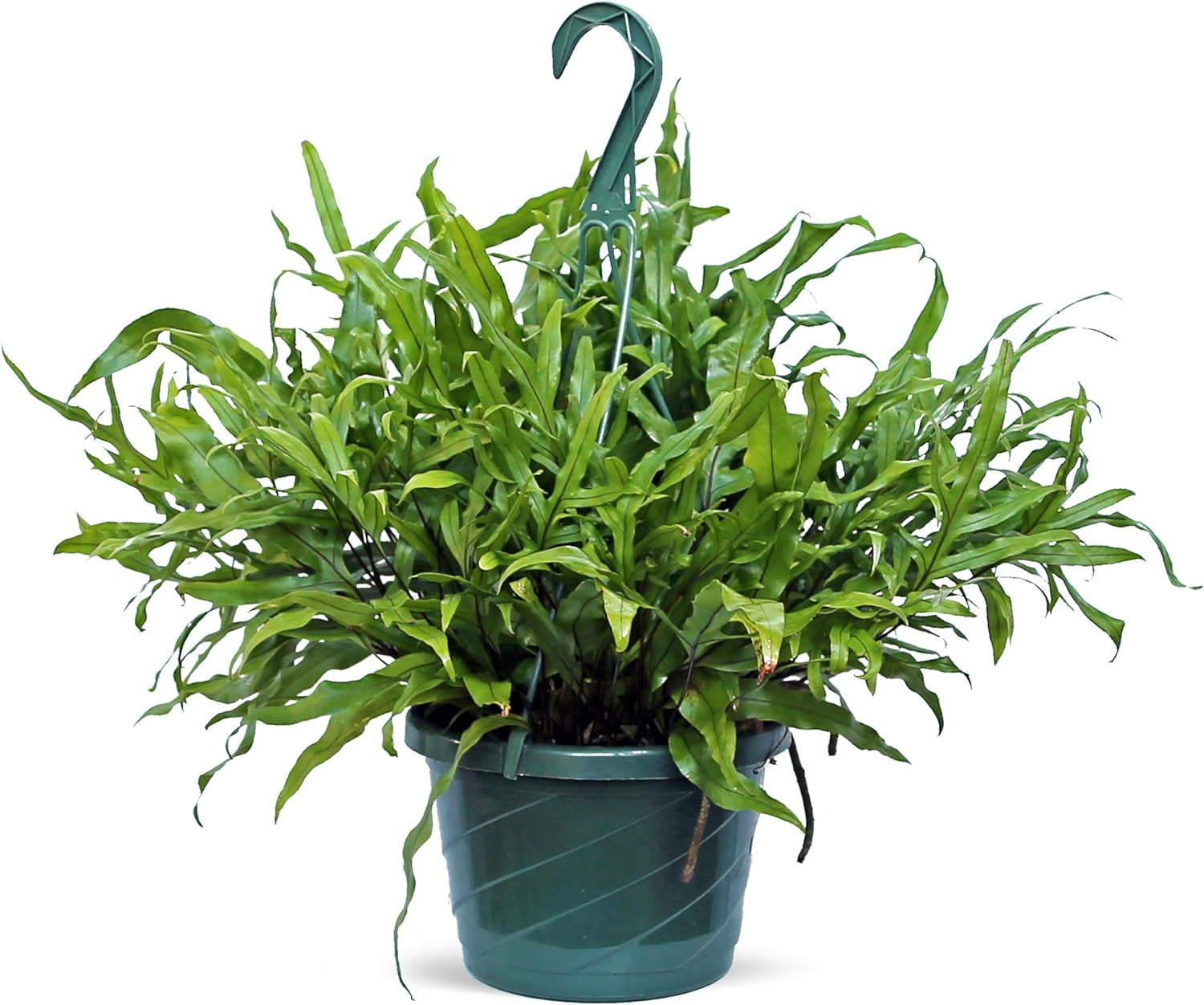 Live Kangaroo Paw Fern, Kangaroo Foot Fern, Birthday Gift, Trailing