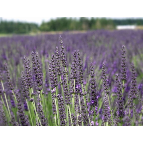 Live Lavender plant in 3.5 inch pot Certified Organic