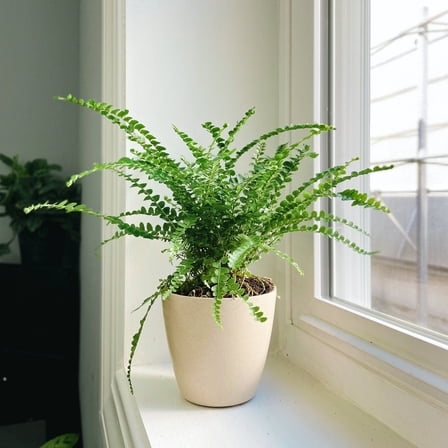 Live Lemon Button Fern Plant - 4" Eco Pot - Natural