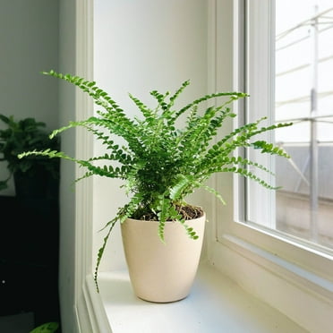 Live Lemon Button Fern Plant - 4" Biodegradable Pot - Natural