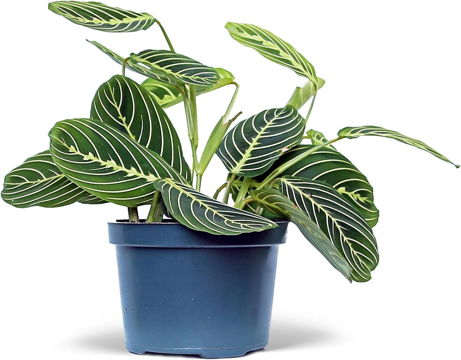 Live Lemon Green Maranta, Lemon Prayer Plant, Sympathy Gift, Indoor Potted Plant, Gardener Gift, Trailing House Plant, Large Plant in 6" Pot
