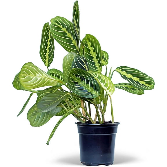 Live Lemon Green Maranta, Lemon Prayer Plant, Vine Houseplant, Christmas Gift, Trailing Indoor Plant, Office Gift for Co-Worker, Housewarming Gift, Mom Birthday Gift in 4" Pot