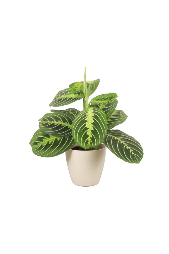 Live Lemon Lime Prayer Plant - 4" Eco Pot - Natural