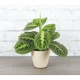 thumbnail image 1 of Live Lemon Lime Prayer Plant - 4" Eco Pot - Natural, 1 of 7