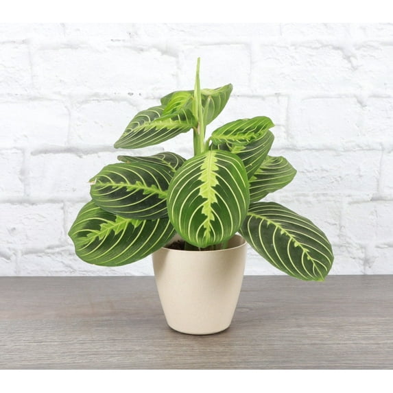 Live Lemon Lime Prayer Plant - 4" Eco Pot - Natural
