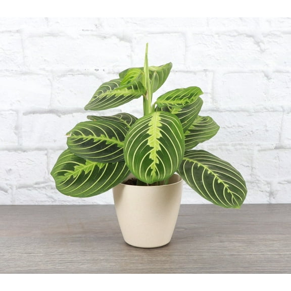 Live Lemon Lime Prayer Plant - 4" Eco Pot - Natural