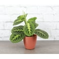 thumbnail image 1 of Live Lemon Lime Prayer Plant - 4" Biodegradable Pot - Terra Cotta, 1 of 6