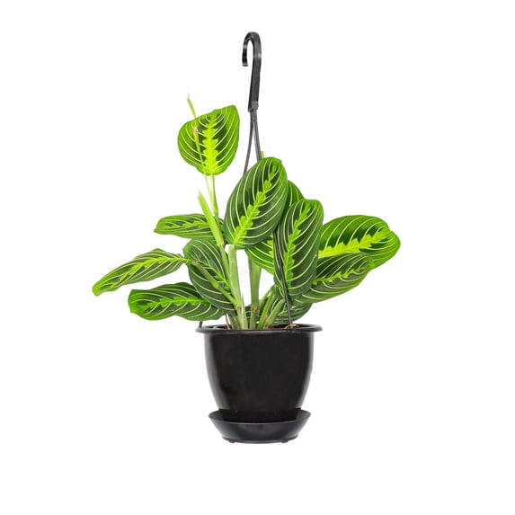 Live Lemon Lime Prayer Plant - 4" Hanging Pot - Black