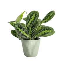 Live Pet Safe Parlor Palm Plant, Neantha Bella Palm, Easy Care 4 inch ...