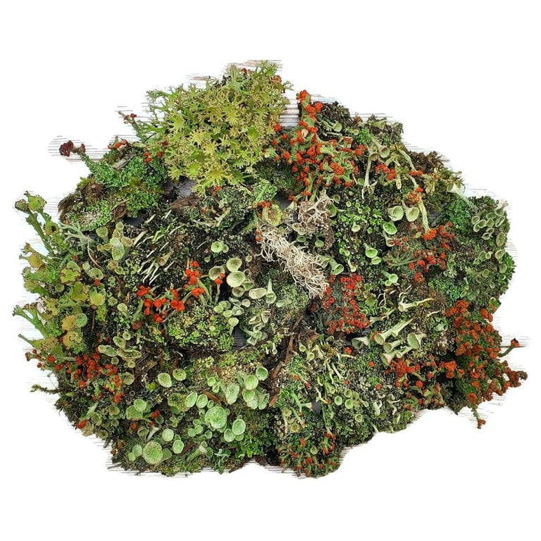Lichen Assorted Lichen Assorted
