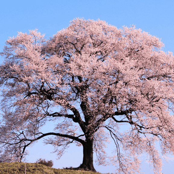 Live Light Pink Flowering Cherry Tree, Dormant Live Plant in 2.5'' Pot for Garden Planting