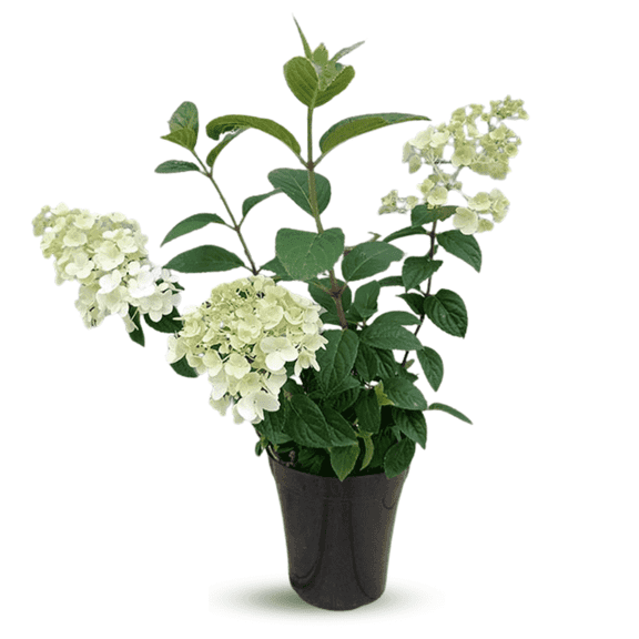 Live Limelight Hydrangea Plant 35 inch, Dormant, Bright Flowers Lime Hydrangea for Garden, Fragrant Limelight Paniculata