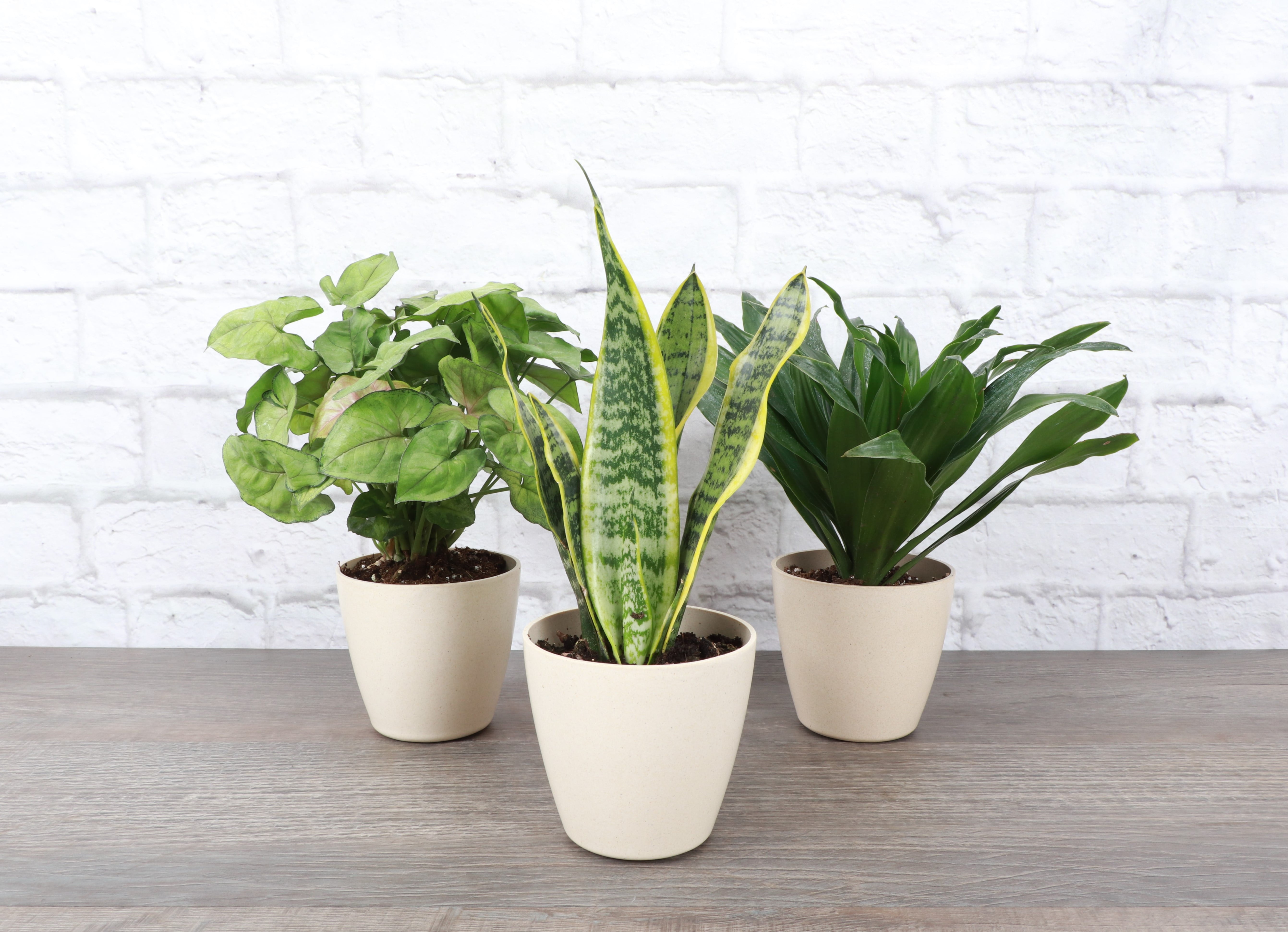 Live Low Light Houseplants - Set of 3 - 4" Diameter Decorative Pots -  Natural - Walmart.com