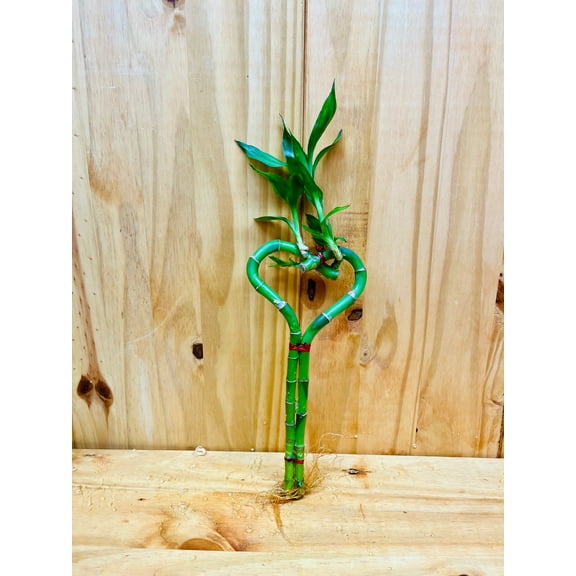 Live Lucky Bamboo 10 Heart Shape Bamboo Plant