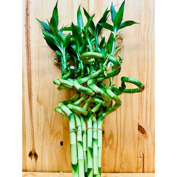 Live Lucky Bamboo 12” Spiral Shape Bamboo Plant