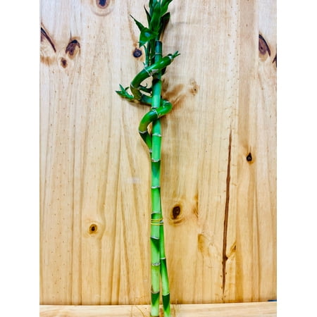 Live Lucky Bamboo 18” Spiral & Straight Combination