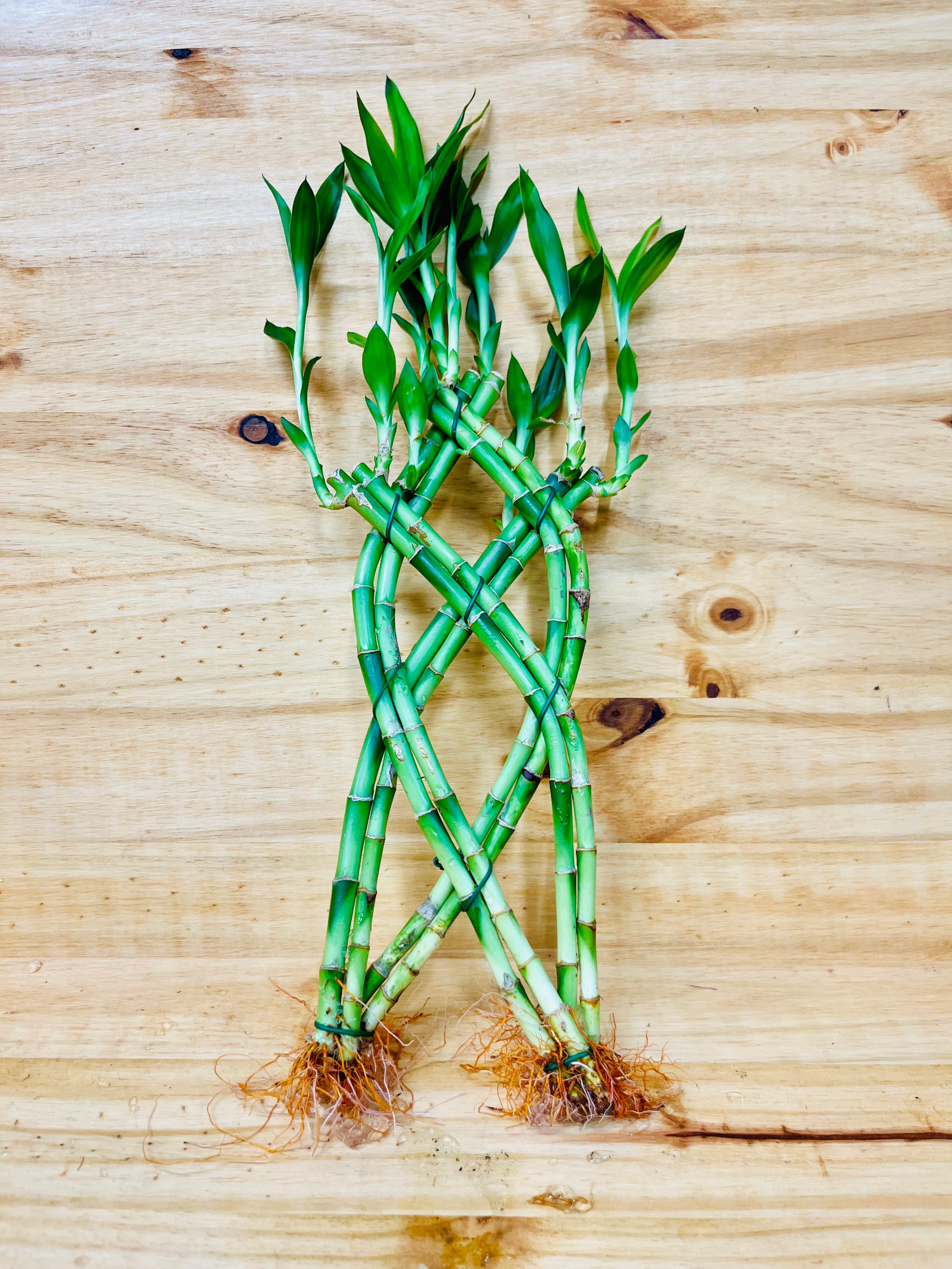 Live Lucky Bamboo Braided 12&rdquo; Tall