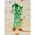 thumbnail image 1 of Live Lucky Bamboo Braided 12&rdquo; Tall, 1 of 6