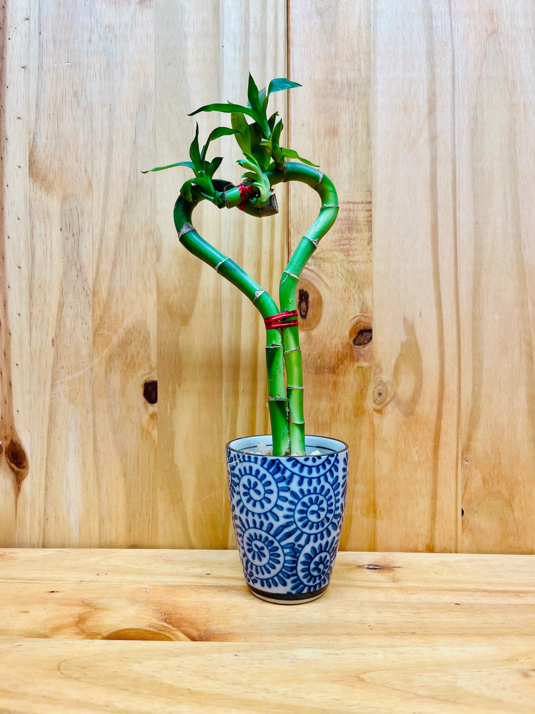 Lucky Bamboo Spiral Bundle 'Elephant Collection' – 10 Stalks, 10-12", With Ceramic Vase
