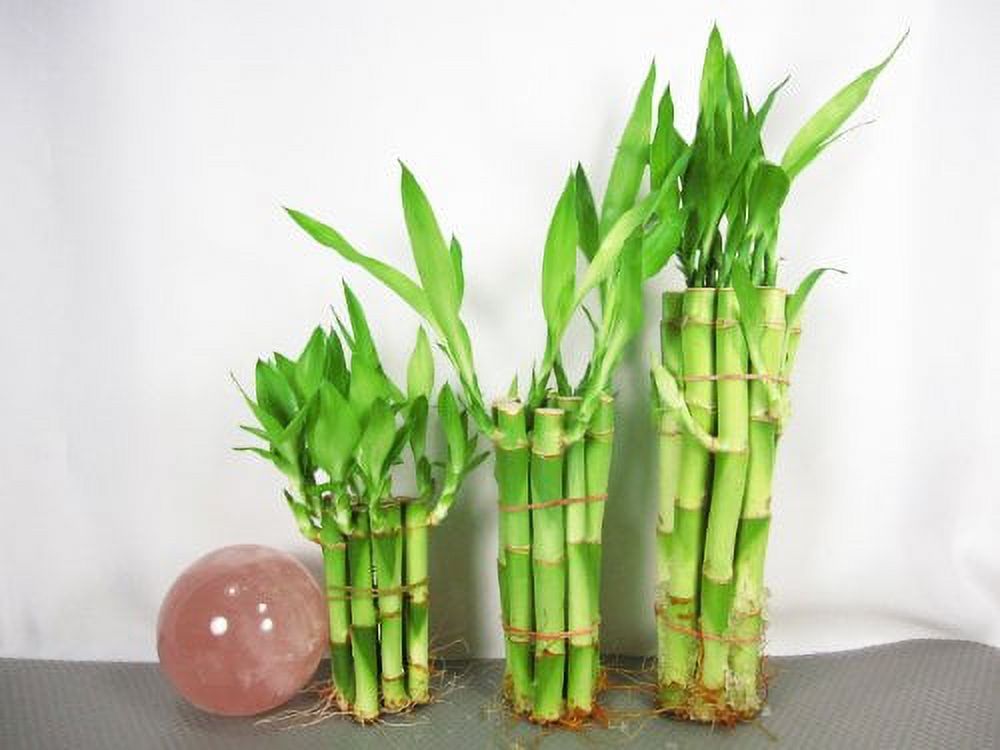 "Live Lucky Bamboo Plant Set, Indoor Houseplants, Sizes 4""x10, 6""x10