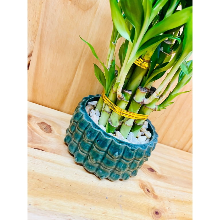 curly spider plant 3.5”-pot Bonnie Curly Spider Plant, Chlorophytum comosum, Airplane Pla –  Wonderland Flora main image 0