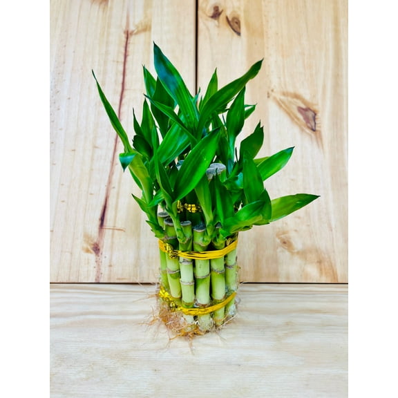 Live Lucky Bamboo Two Tier Tower