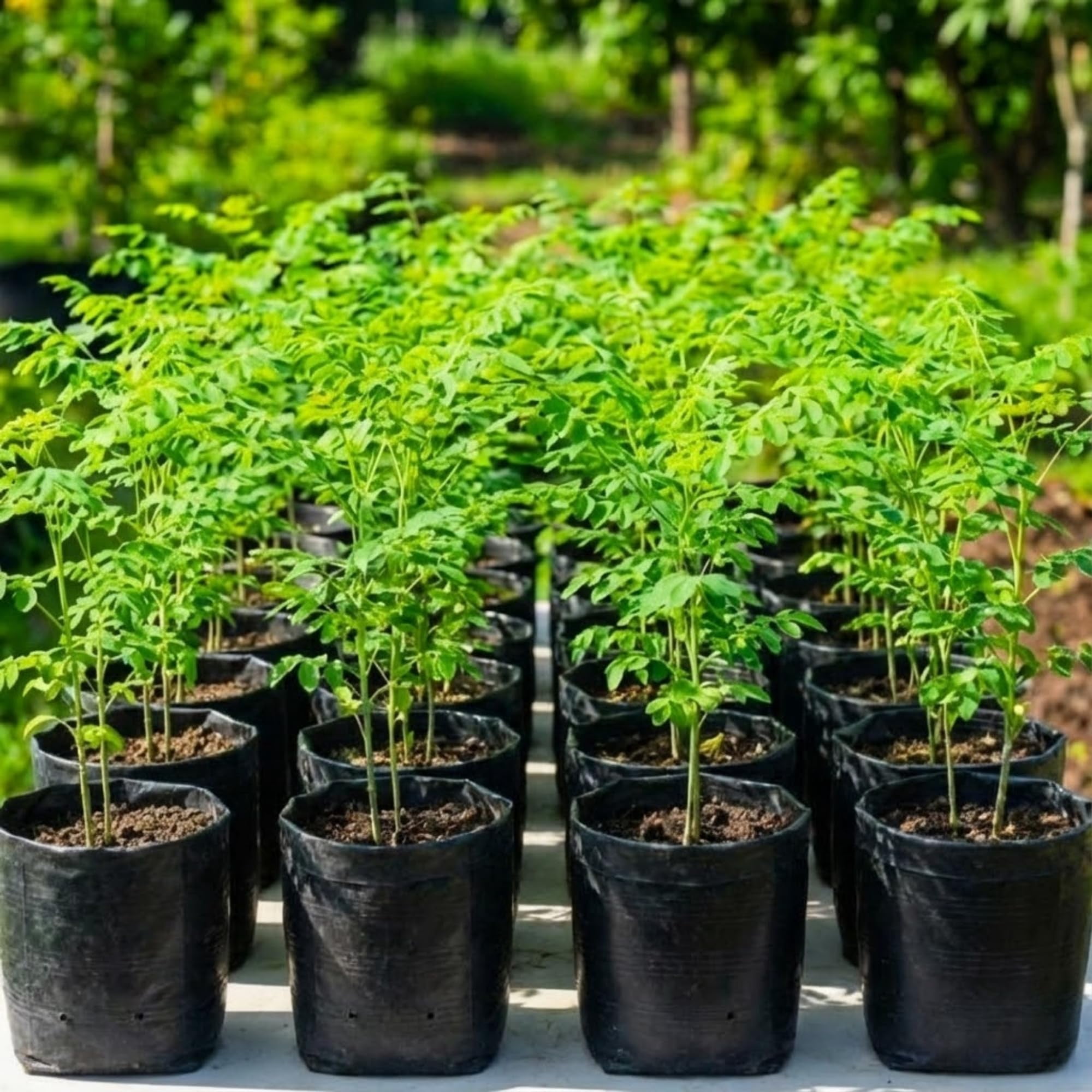 Drumstick Plant