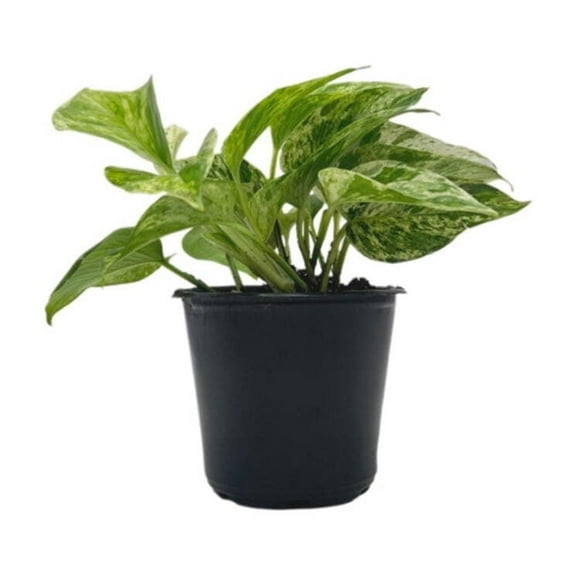 Live Marble Queen Pothos, Epipremnum aureum, Air Purifying Indoor Plant, Low Light Houseplant, Easy Care Plant, 4-inch Pot(s)