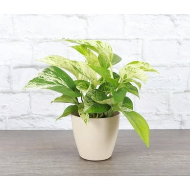 Live Marble Queen Pothos Plant - 4" Decorative Biodegradable Pot - Natural