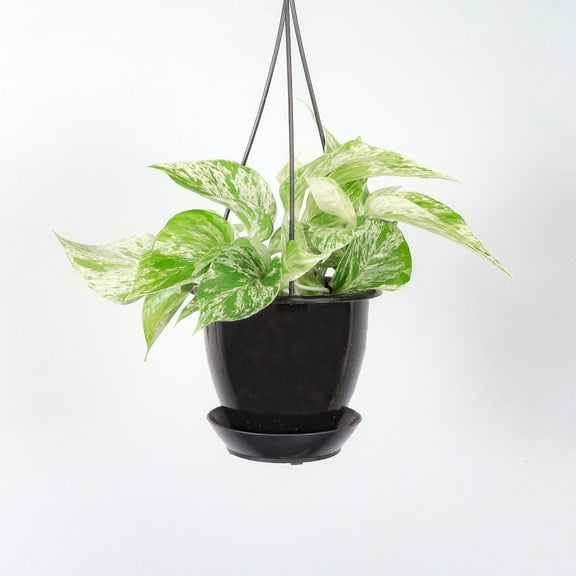 Live Marble Queen Pothos Plant - 4" Hanging Pot - Black