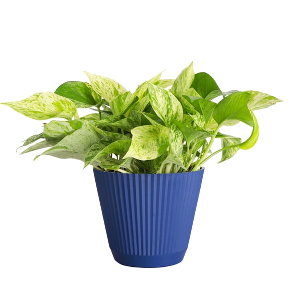 Live Marble Queen Pothos Plant - Air Purifying - Vining Plant - 6" Decorative Pot Cover - Thorsen's Greenhouse