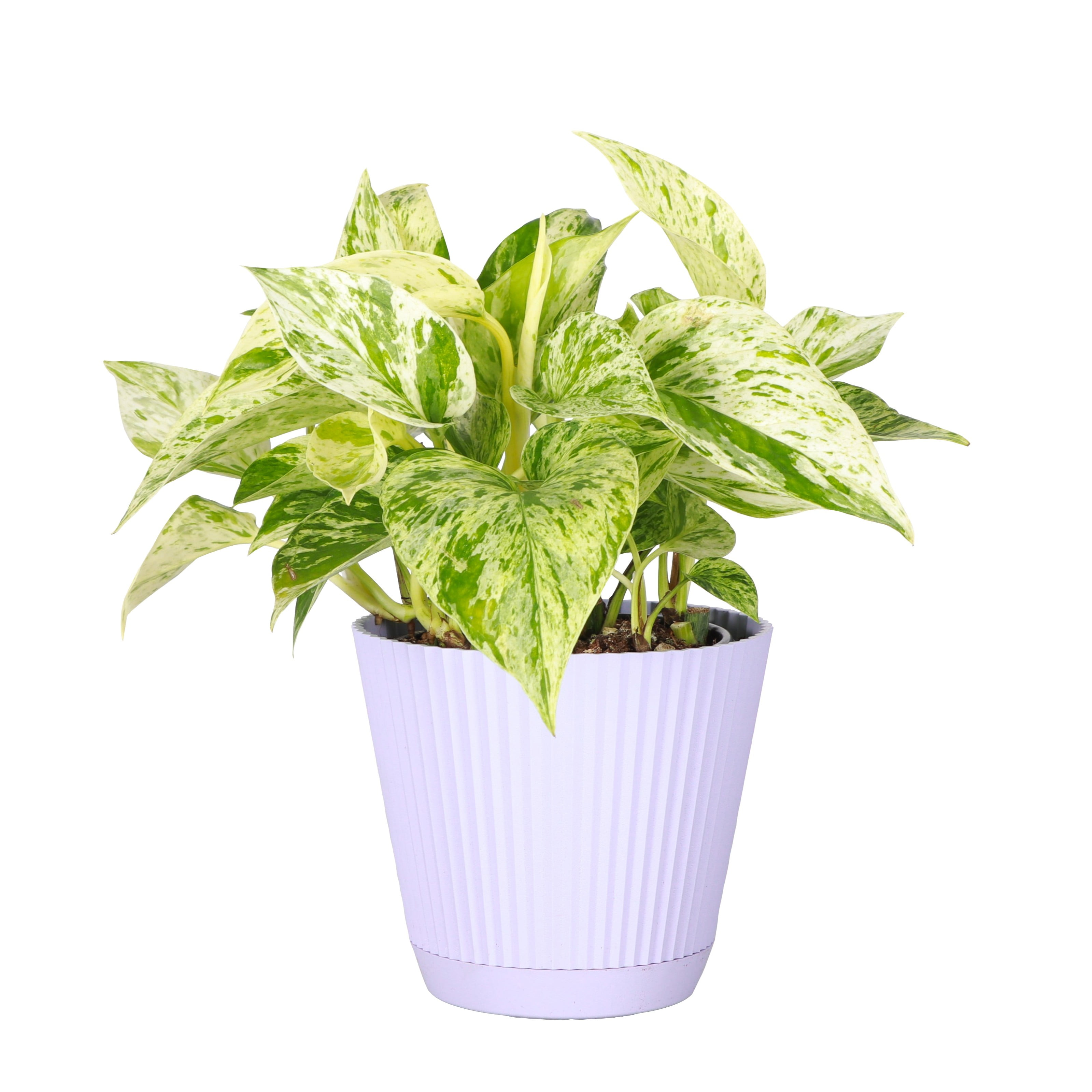 Live Marble Queen Pothos Plant - Variegated Foliage - 4" Decorative Pot Cover - Thorsen's Greenhouse
