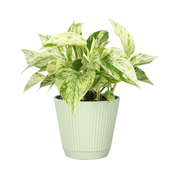 Live Marble Queen Pothos Plant - Variegated Foliage - 4" Decorative Pot Cover - Thorsen's Greenhouse