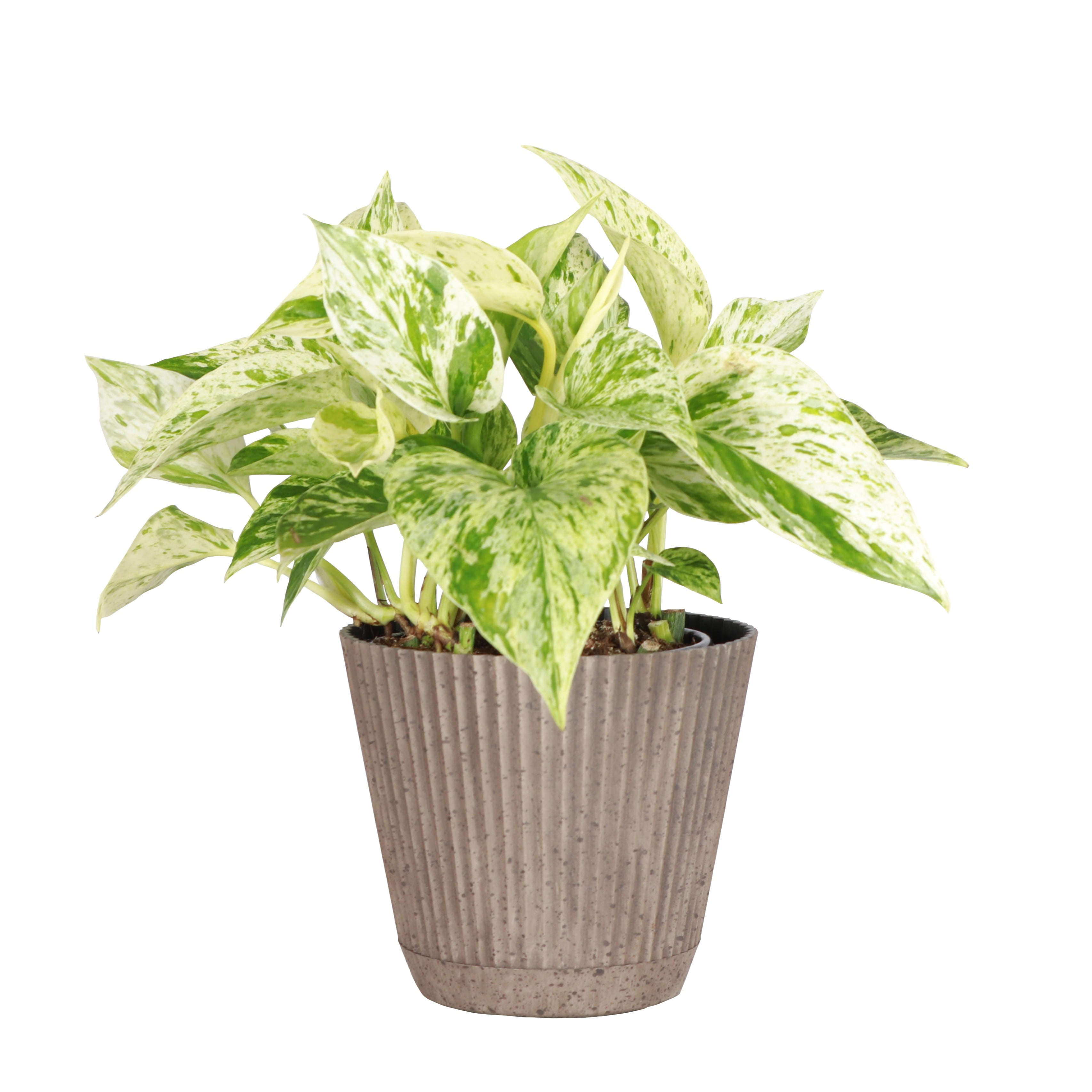Live Marble Queen Pothos Plant - Variegated Foliage - 4" Decorative Pot Cover - Thorsen's Greenhouse