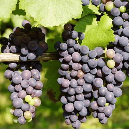 Live Midgley Grape Vine Purple Blue Grapevine Seedless Grape Fruit Plant 1-2 Feet Tall in Gal Pot