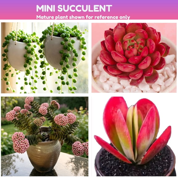 Live Mini Succulent Plants in 2" Pot 4pcs – Kalanchoe Thyrsiflora, String of Pearls, Pink Ruby Spring Crassula Hanging Succulent for Indoor & Outdoor