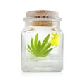 thumbnail image 1 of Live Miniature Orchid Terrarium, Psygmorchis Pusilla, Signature Product, 1 of 3