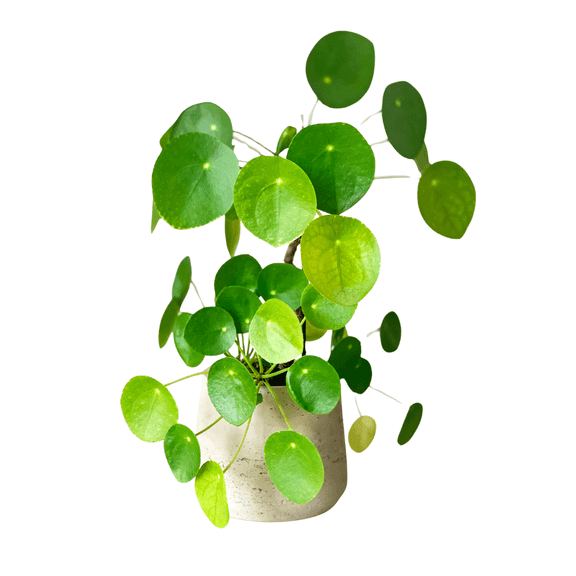 Live Money Plant in 4 Inches Pot, 6 - 8 Inches Height, Money Plant, Live Indoor Plants for Gardening